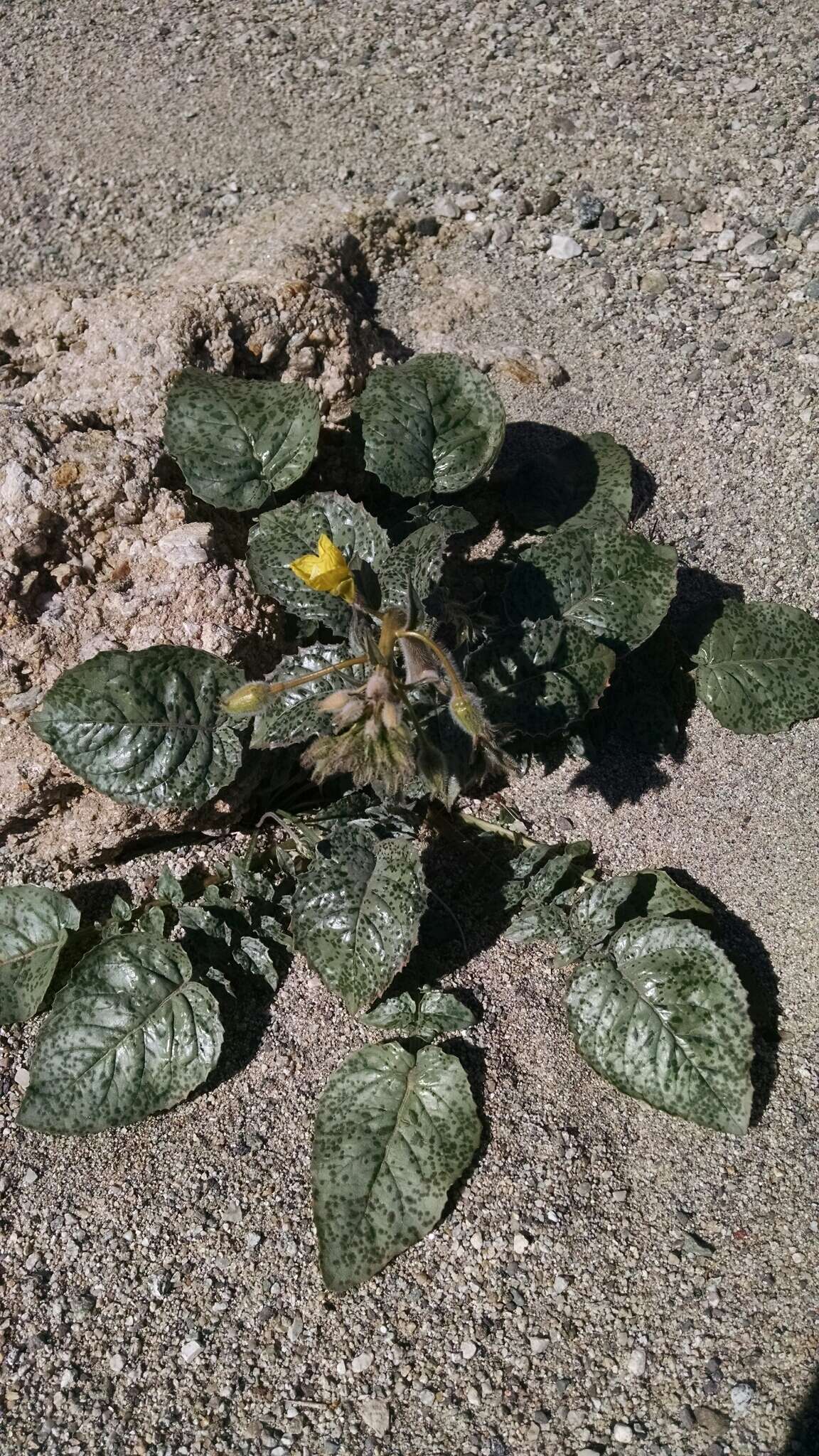 Image of yellow cups