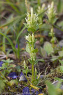 Image of Four-Part Dwarf-Gentian