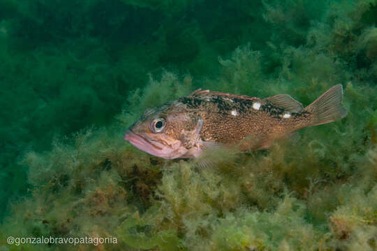 Image of Blackbelly rosefish