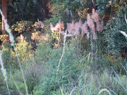 Image of Giant Plume Grass