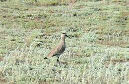 Image of Sociable Lapwing