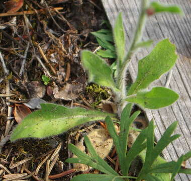 Image of streamside fleabane