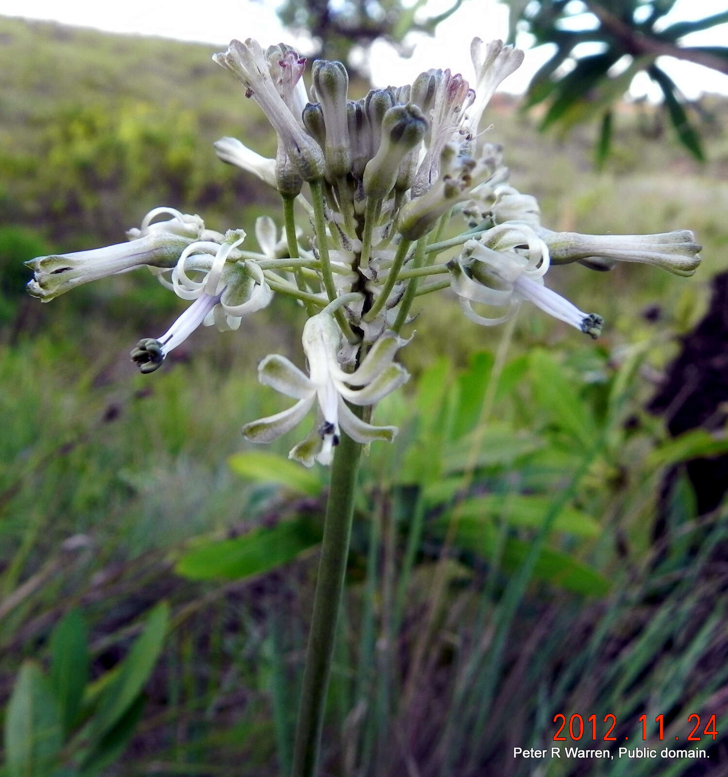 Image of Drimia sphaerocephala Baker