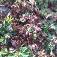 Image of Lachemilla procumbens (Rose) Rydb.