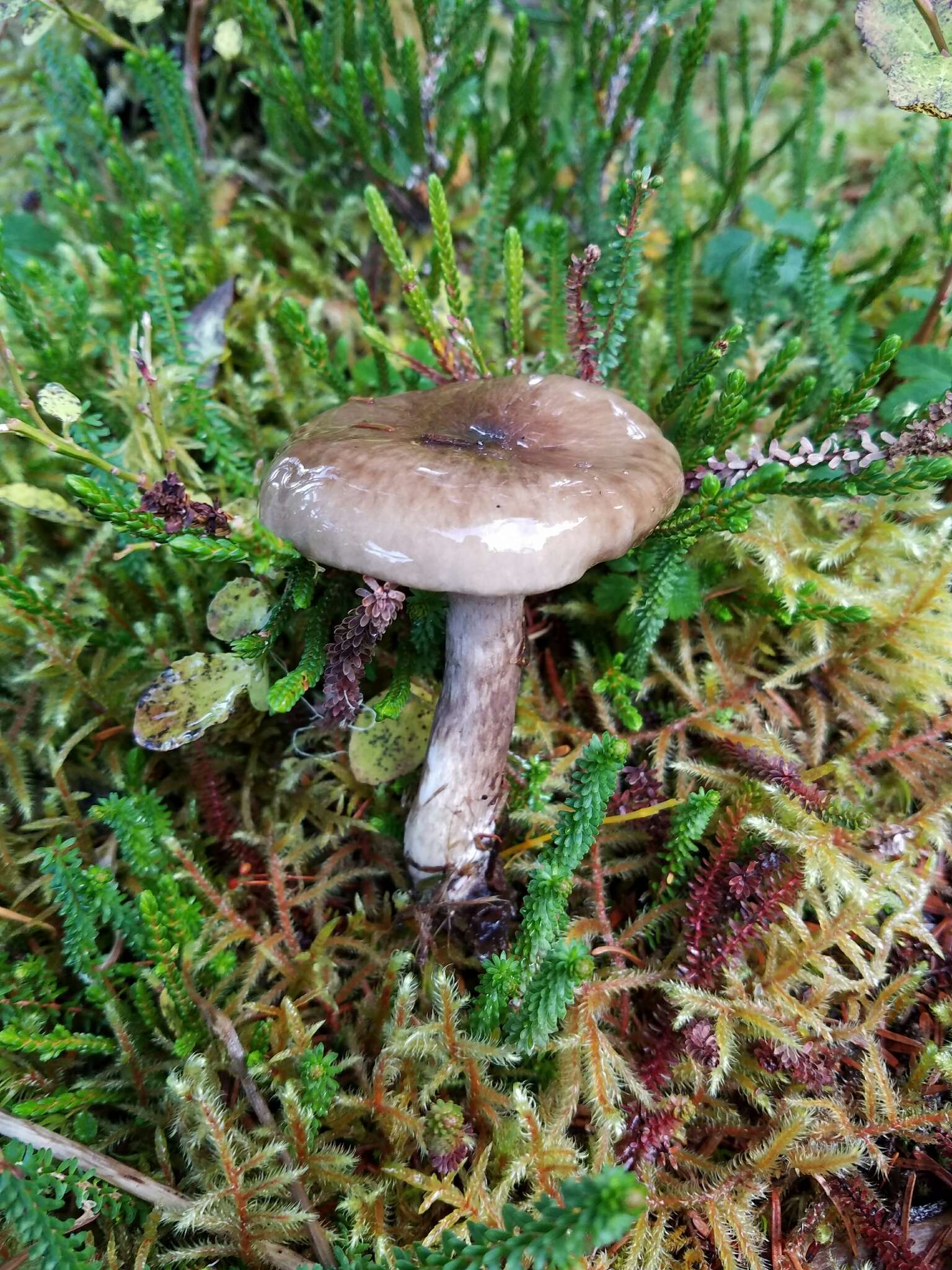 Слика од Hygrophorus olivaceoalbus (Fr.) Fr. 1838