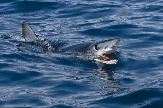 Image of mackerel sharks