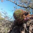 Image of Mammillaria polythele subsp. obconella (Scheidw.) D. R. Hunt