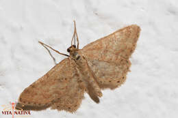 صورة Idaea fractilineata Zeller 1847