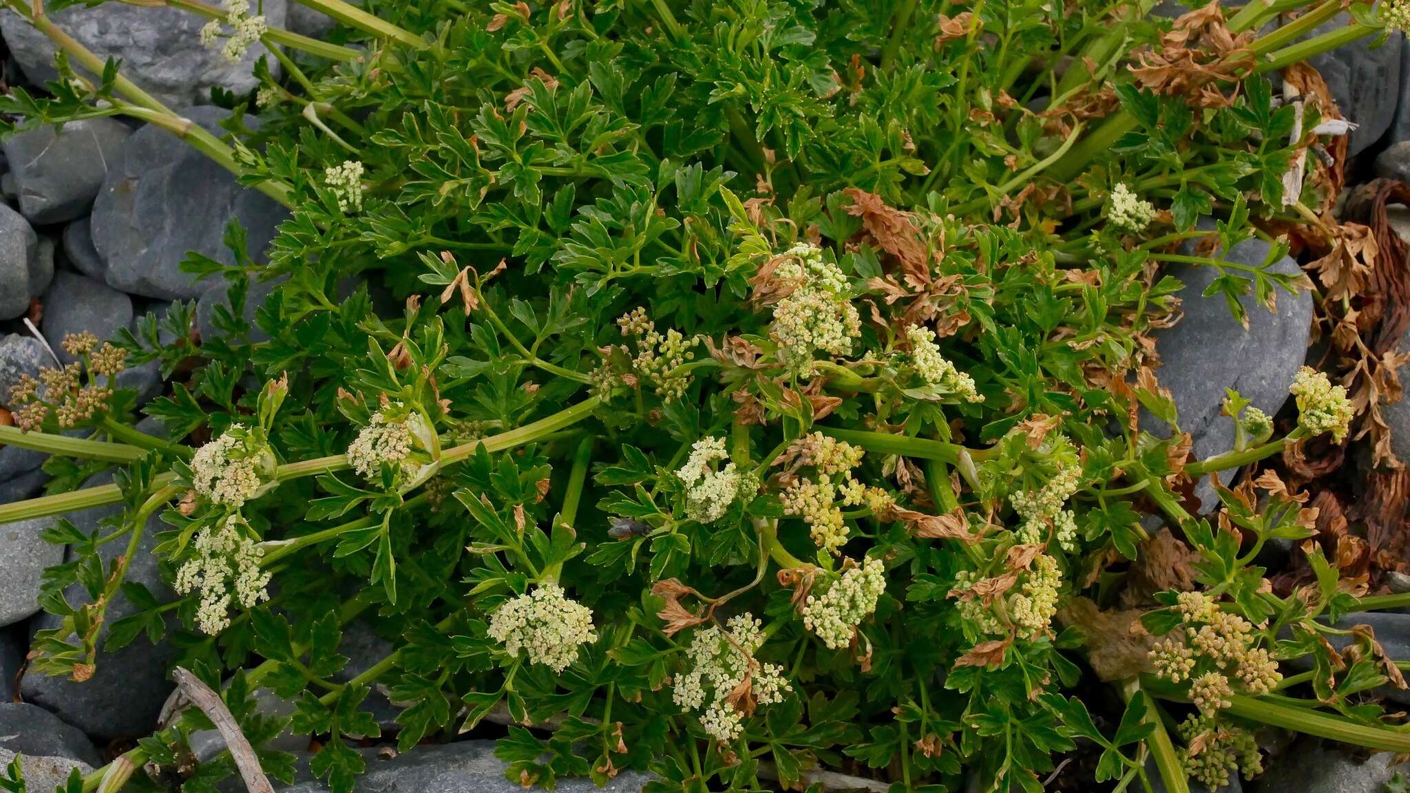 Imagem de Apium prostratum subsp. prostratum