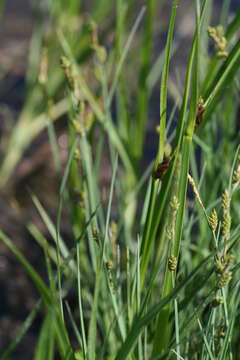 Image of Mackenzie's Sedge