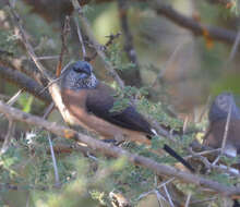 Image of Grey-headed Silverbill