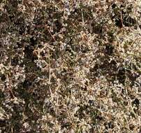 Image of Borrego bedstraw