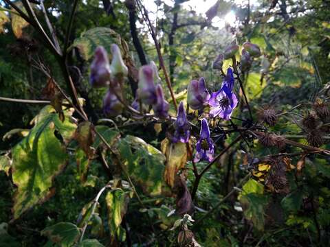 Aconitum jaluense subsp. taigicola (Vorosh.) V. N. Voroshilov的圖片