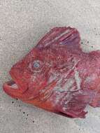 Image of red velvetfishes