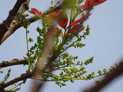 Image of lac tree