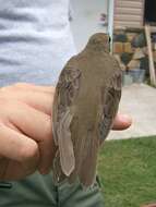 Image of Gray-cheeked Thrush