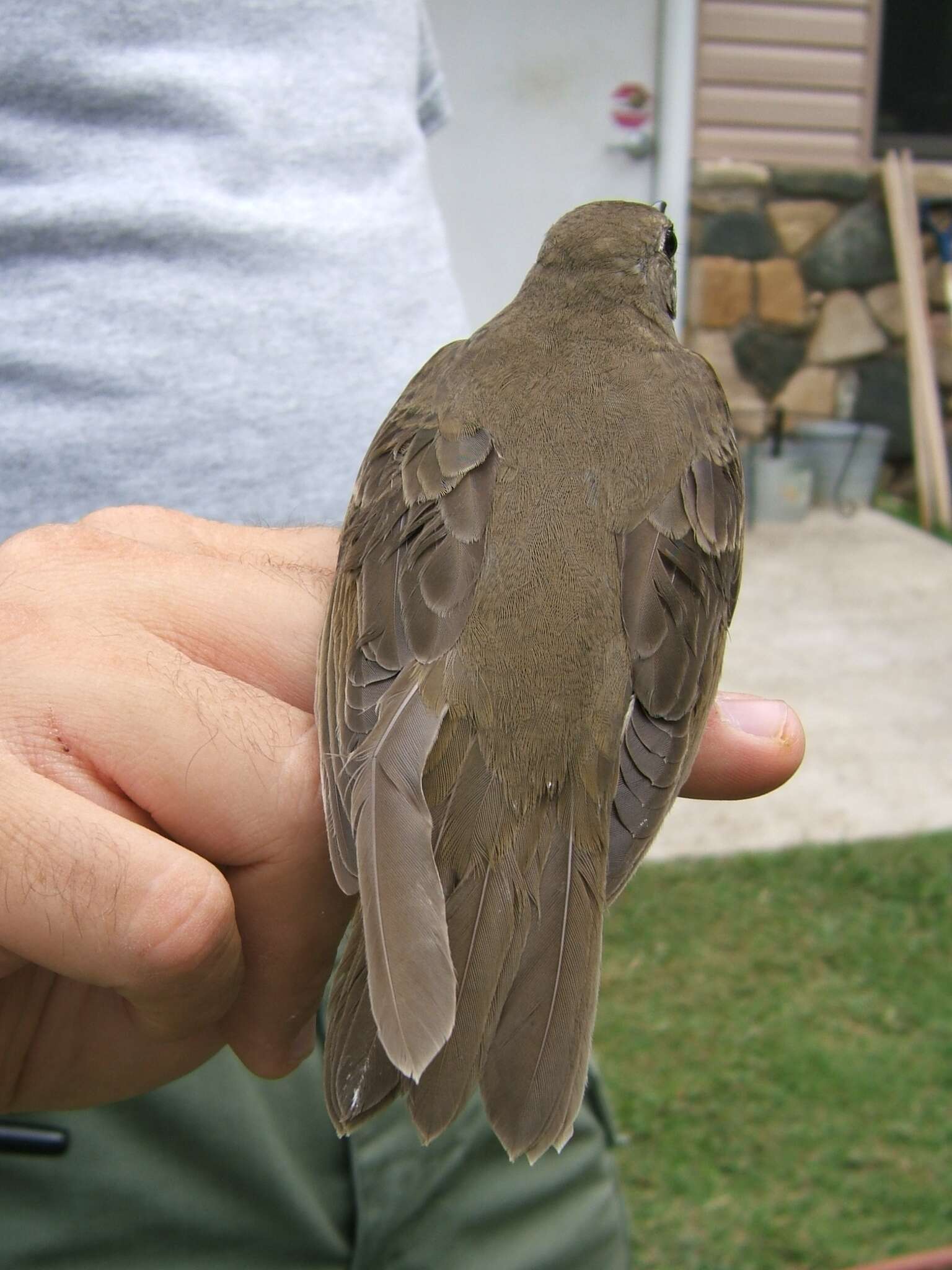 Image of Gray-cheeked Thrush