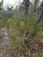 Imagem de Juniperus foetidissima Willd.