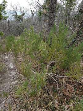 Image of Stinking Juniper