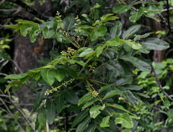 Image of island white beech