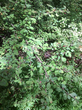 Image of Japanese barberry