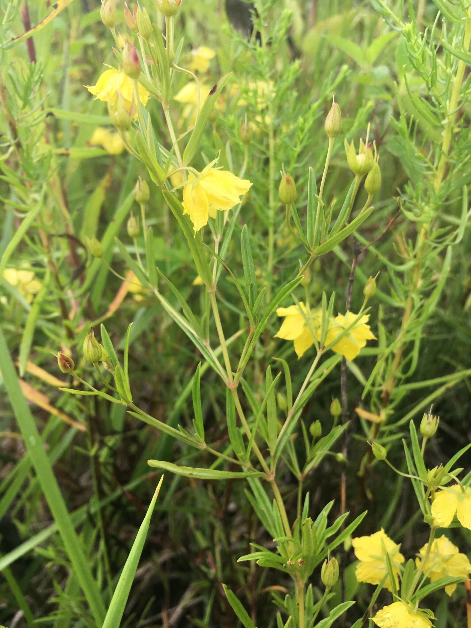 Image of fourflower yellow loosestrife