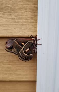 Image of Columbia Silkmoth