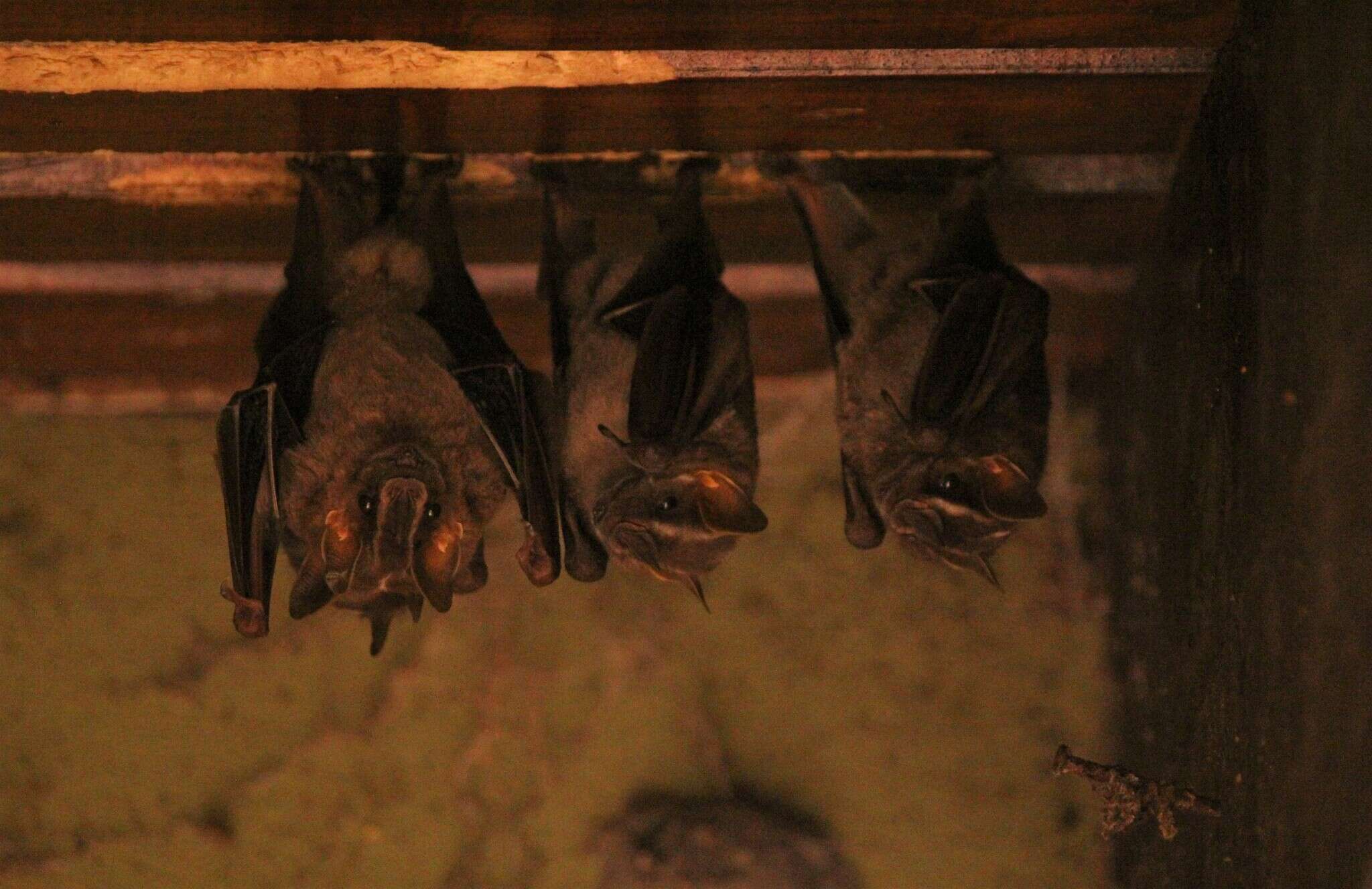 Image of white-lined broad-nosed bat