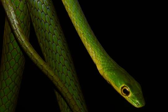 Image of Cameroons Wood Snake