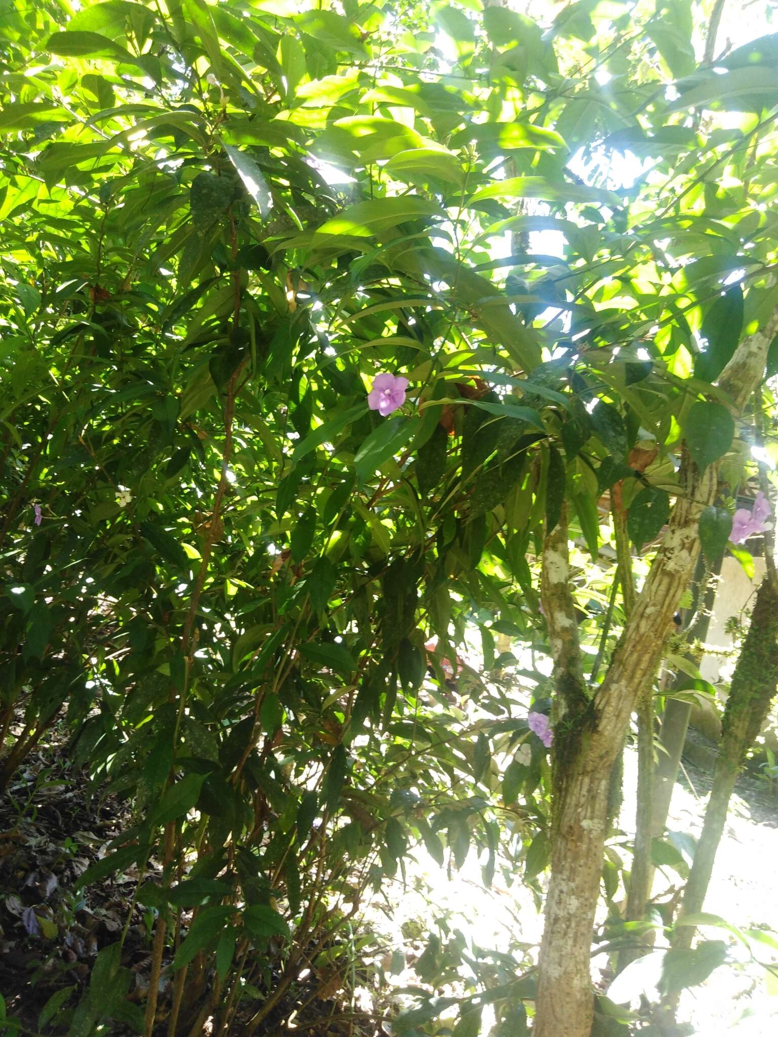 Image of largeflower brunfelsia