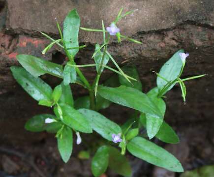 Image of Bonnaya oppositifolia (Retz.) Spreng.