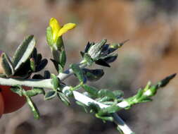 Image of Melolobium candicans (E. Mey.) Eckl. & Zeyh.