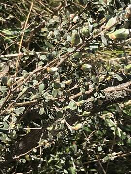 Sivun Leptospermum myrtifolium Sieber ex DC. kuva