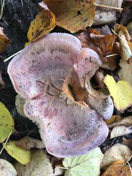 Image of Cortinarius balteatocumatilis Rob. Henry ex P. D. Orton 1960