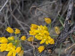 Image of yellowflower onion