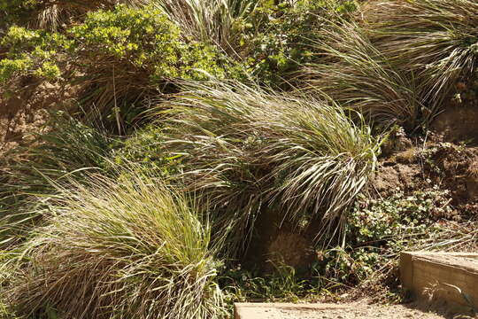 Image of Pacific reedgrass