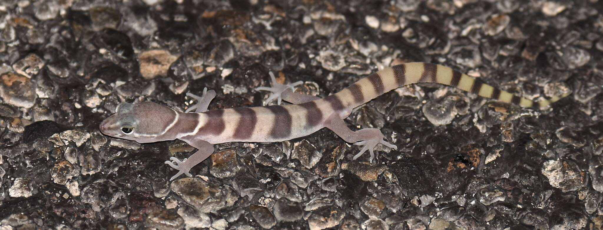 Image of Western Banded Gecko