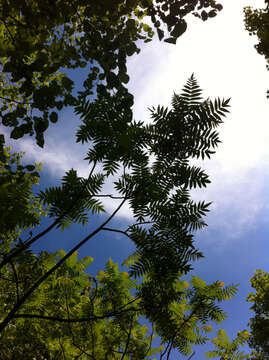 Image of staghorn sumac