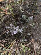 Image of Erica pilosiflora subsp. pilosiflora