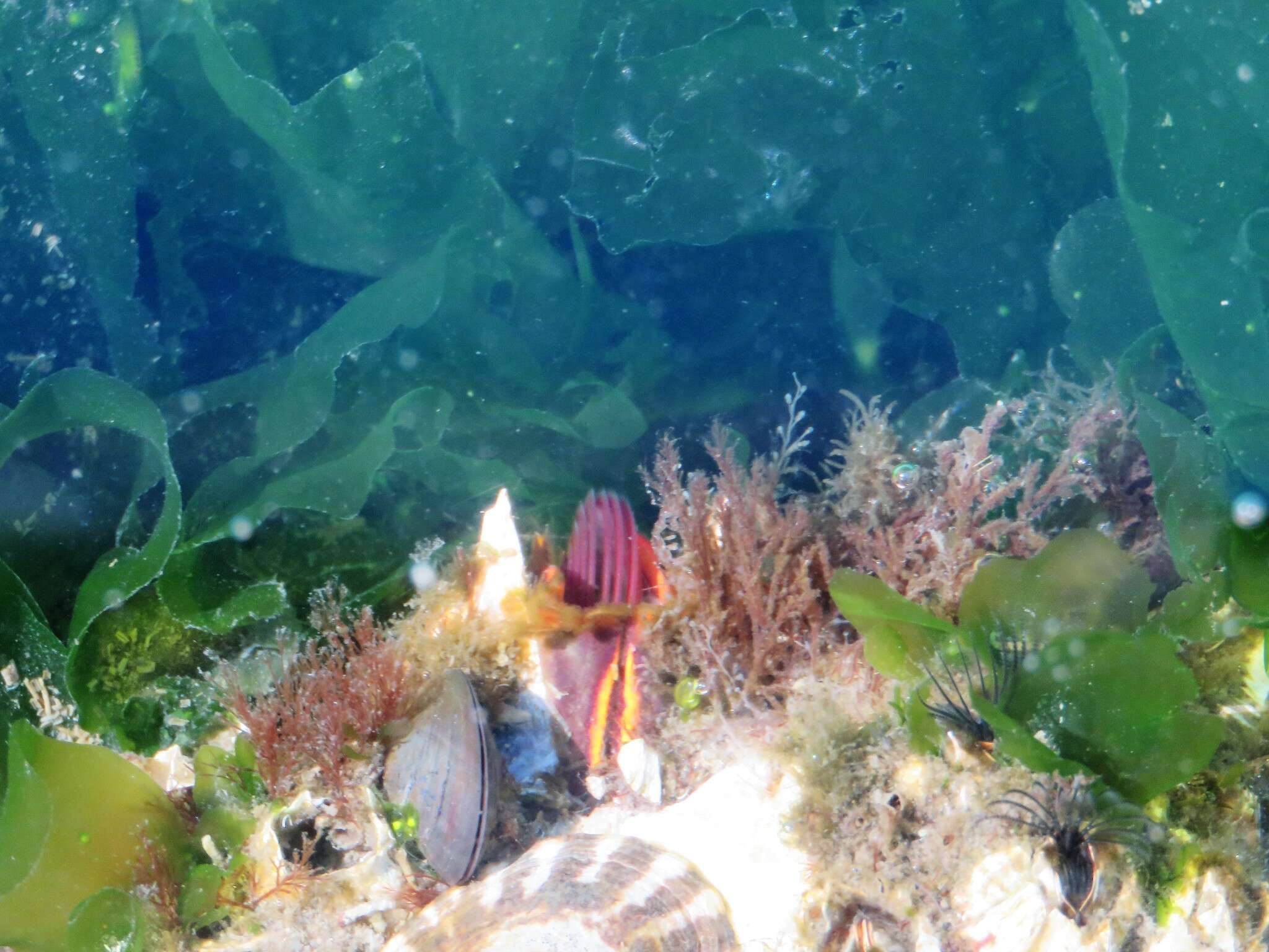 Image of Giant Acorn Barnacle