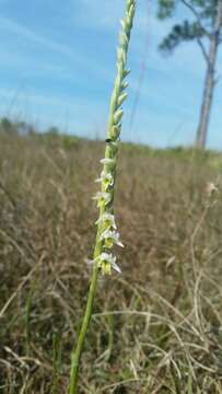 Image of Giant-Spiral Ladies'-Tresses