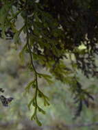 Image of Hymenophyllum sanguinolentum (G. Forst.) Sw.