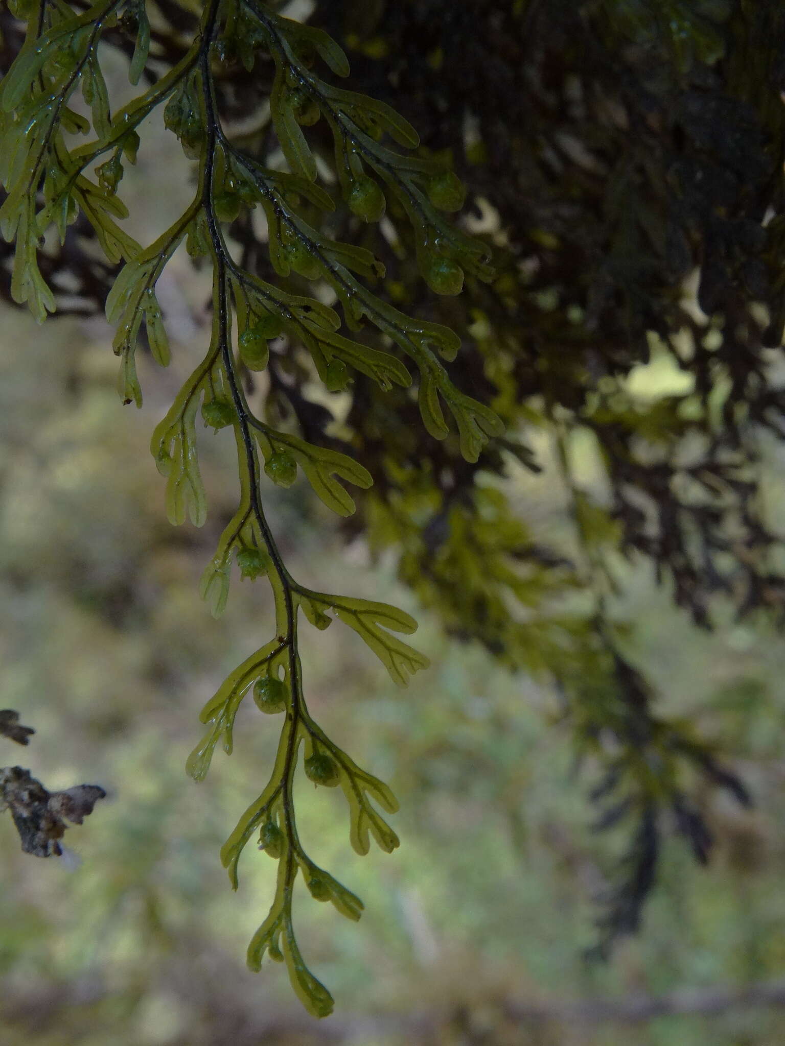 Hymenophyllum sanguinolentum (G. Forst.) Sw.的圖片