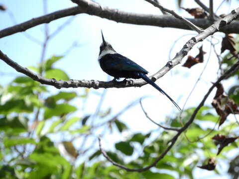 Image of Paradise Jacamar