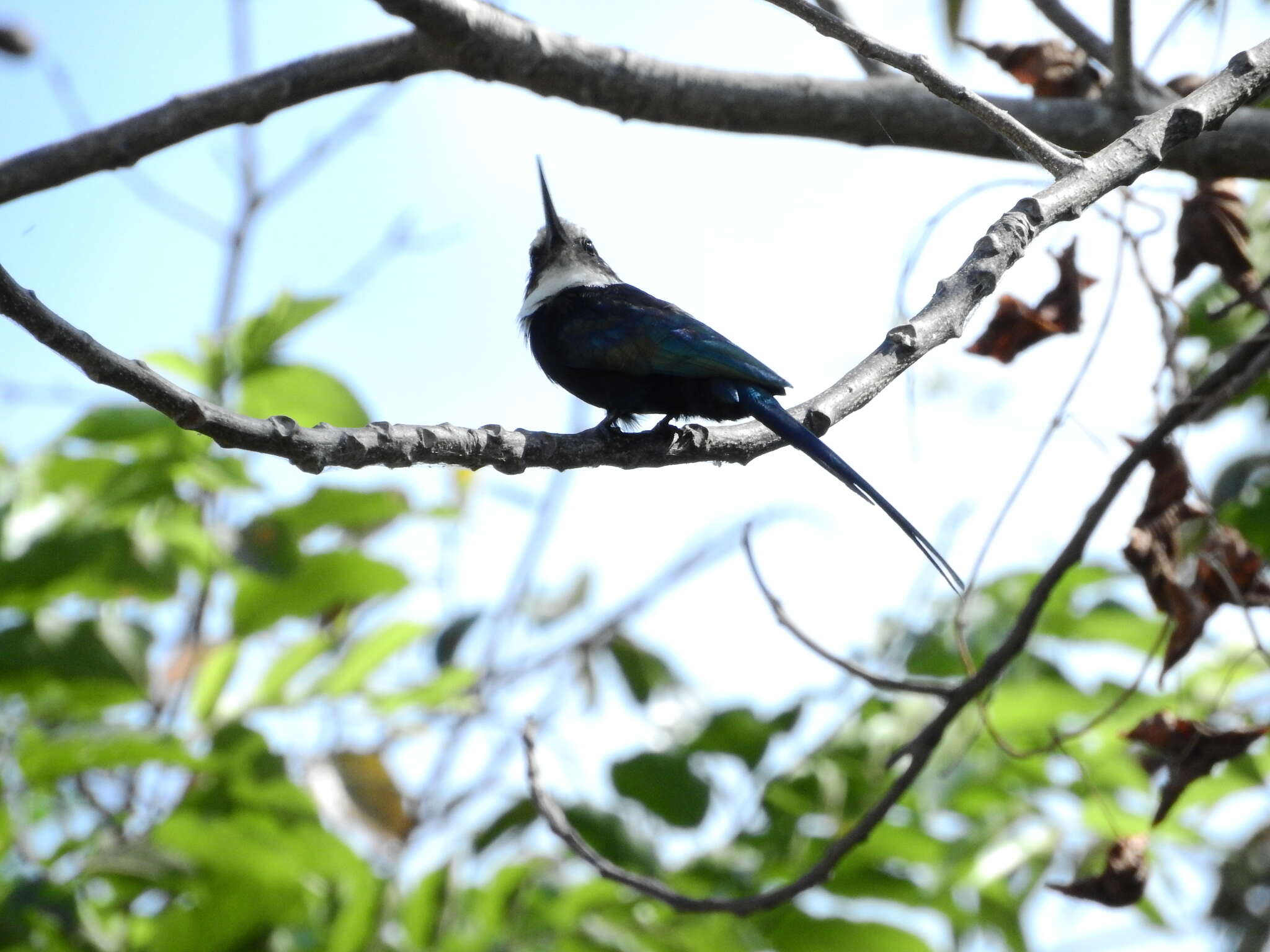 Image of Paradise Jacamar