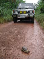 Image of Home's Hinge-back Tortoise