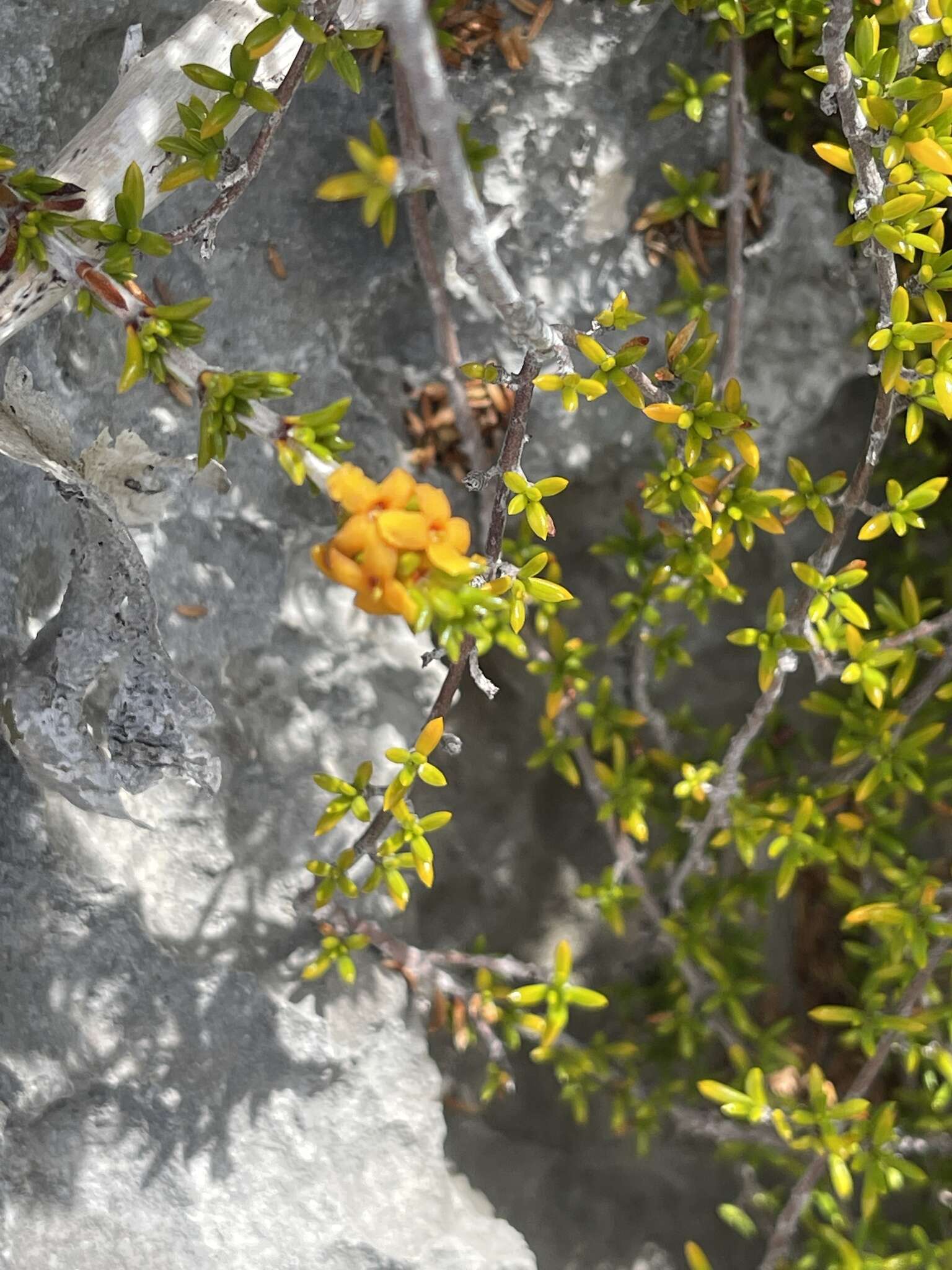 Image of saltwater bush