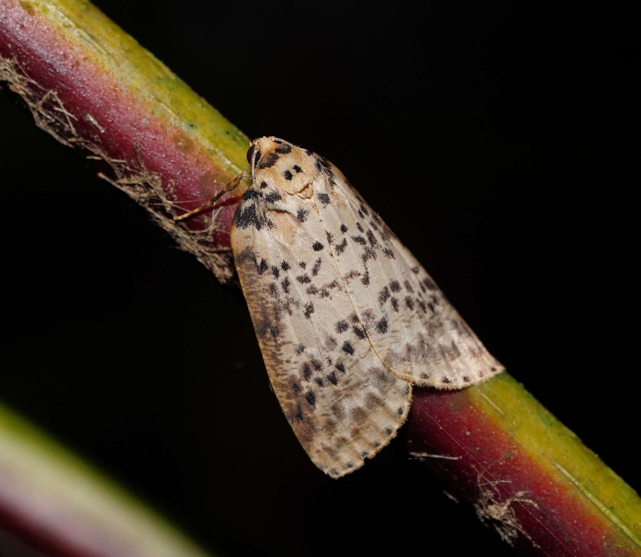 Image of Lyelliana dryophila Turner 1917