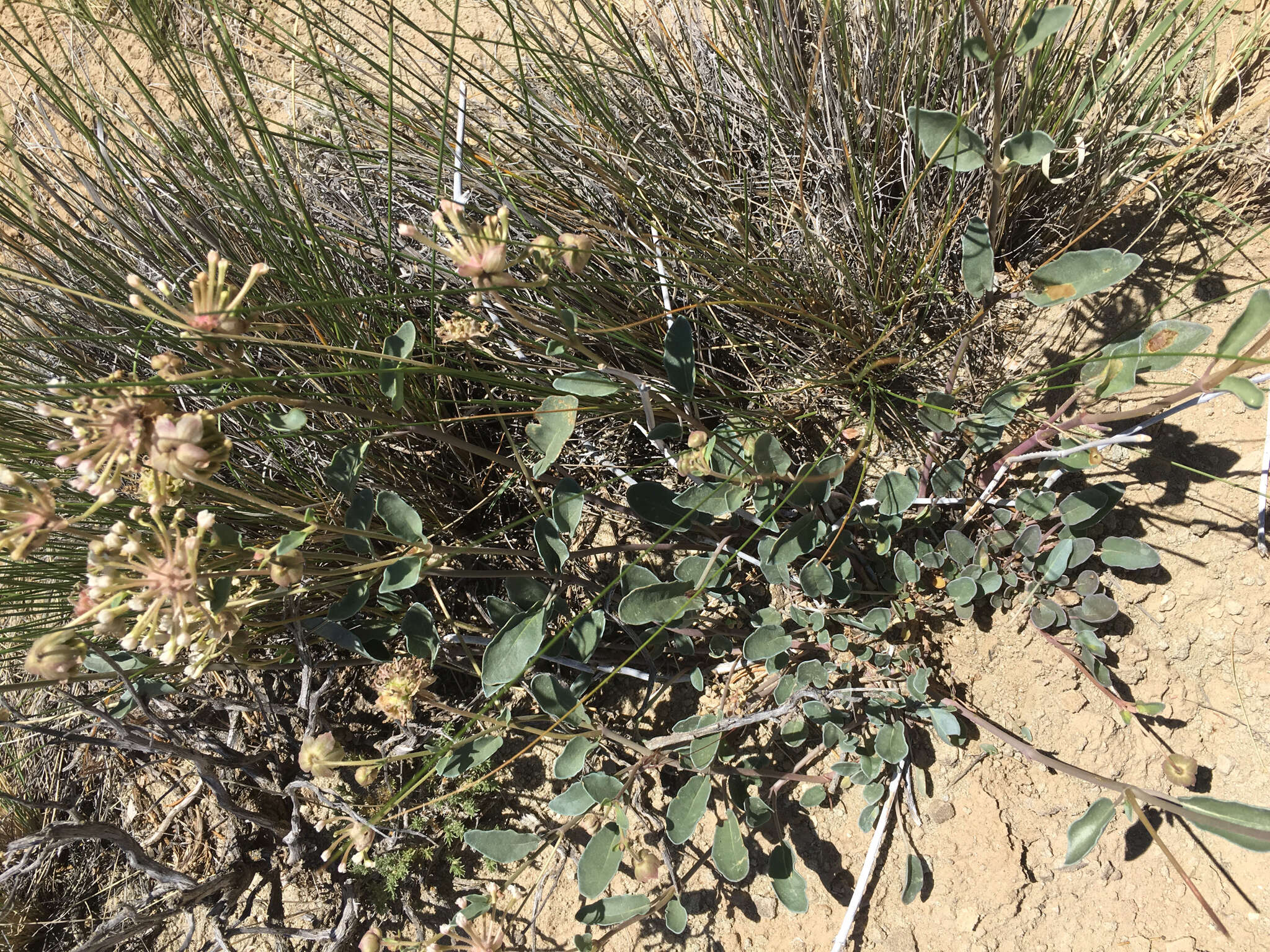 Image of fragrant white sand verbena