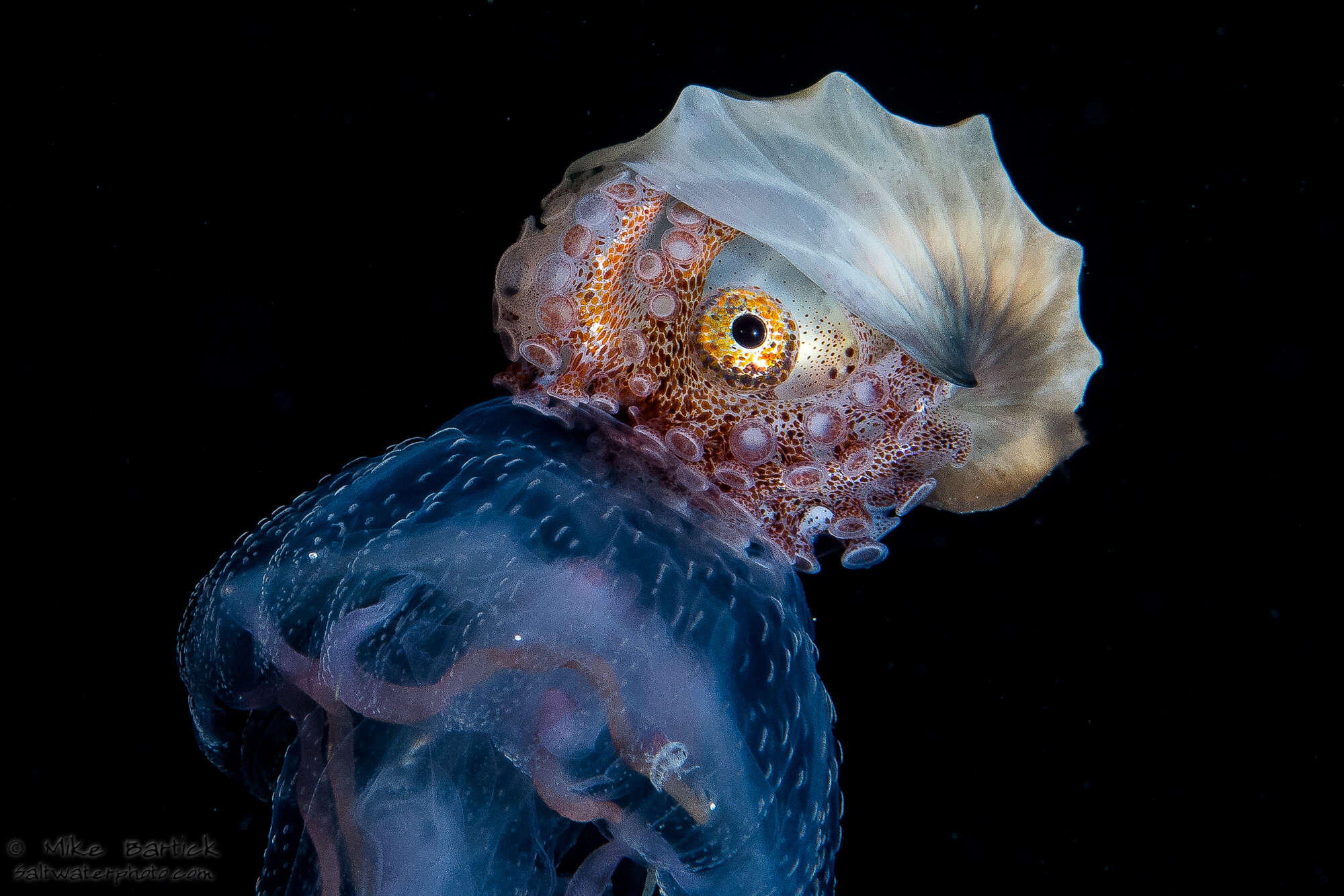 Image of argonauts and paper nautiluses